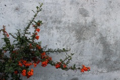 Concrete Orange